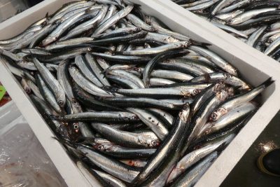 カタクチイワシ 産地以外で珍しい鮮魚入荷 ザ 豊洲市場 公式