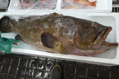 クエ 対馬から来た大型高級魚 ザ 豊洲市場 公式