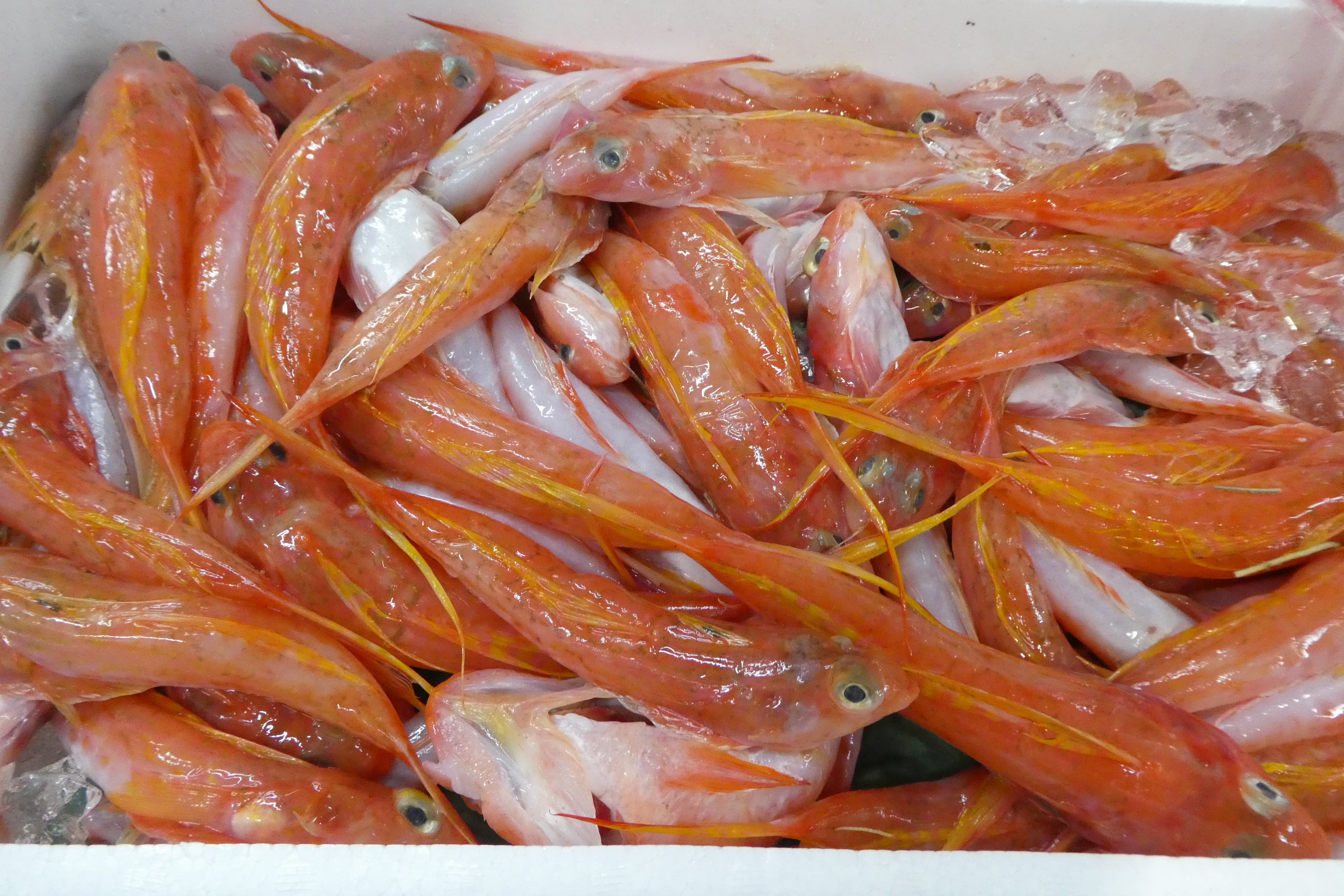 ベニテグリ 天ぷらが美味しい ネズッポ科の魚 ザ 豊洲市場 公式