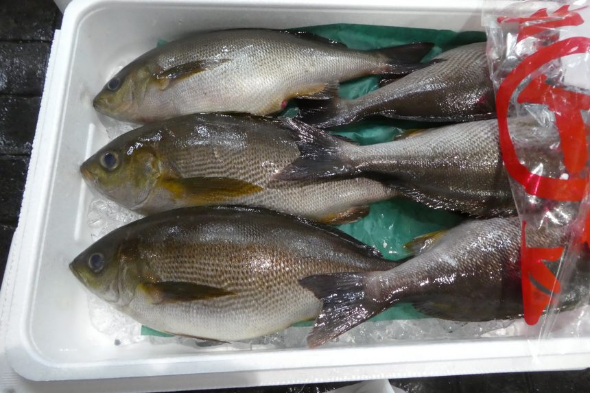 イサキ 夏の魚の代表格 ザ 豊洲市場 公式