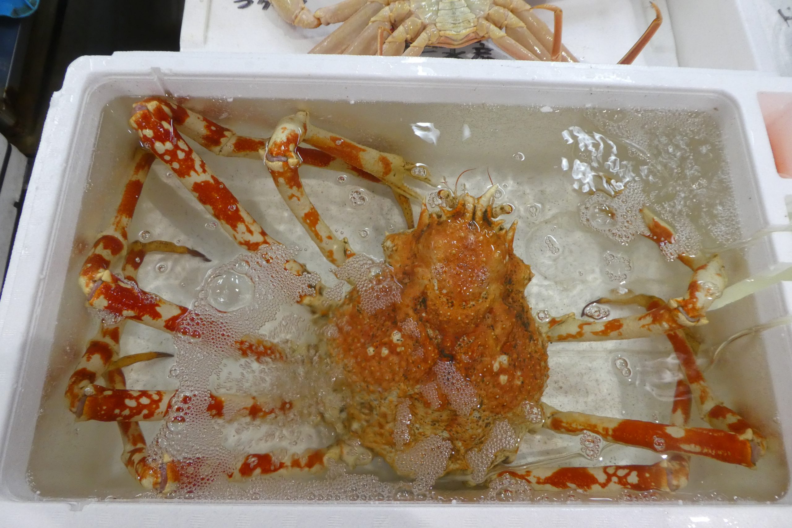 タカアシガニ】世界最大のカニ | ザ・豊洲市場【公式】