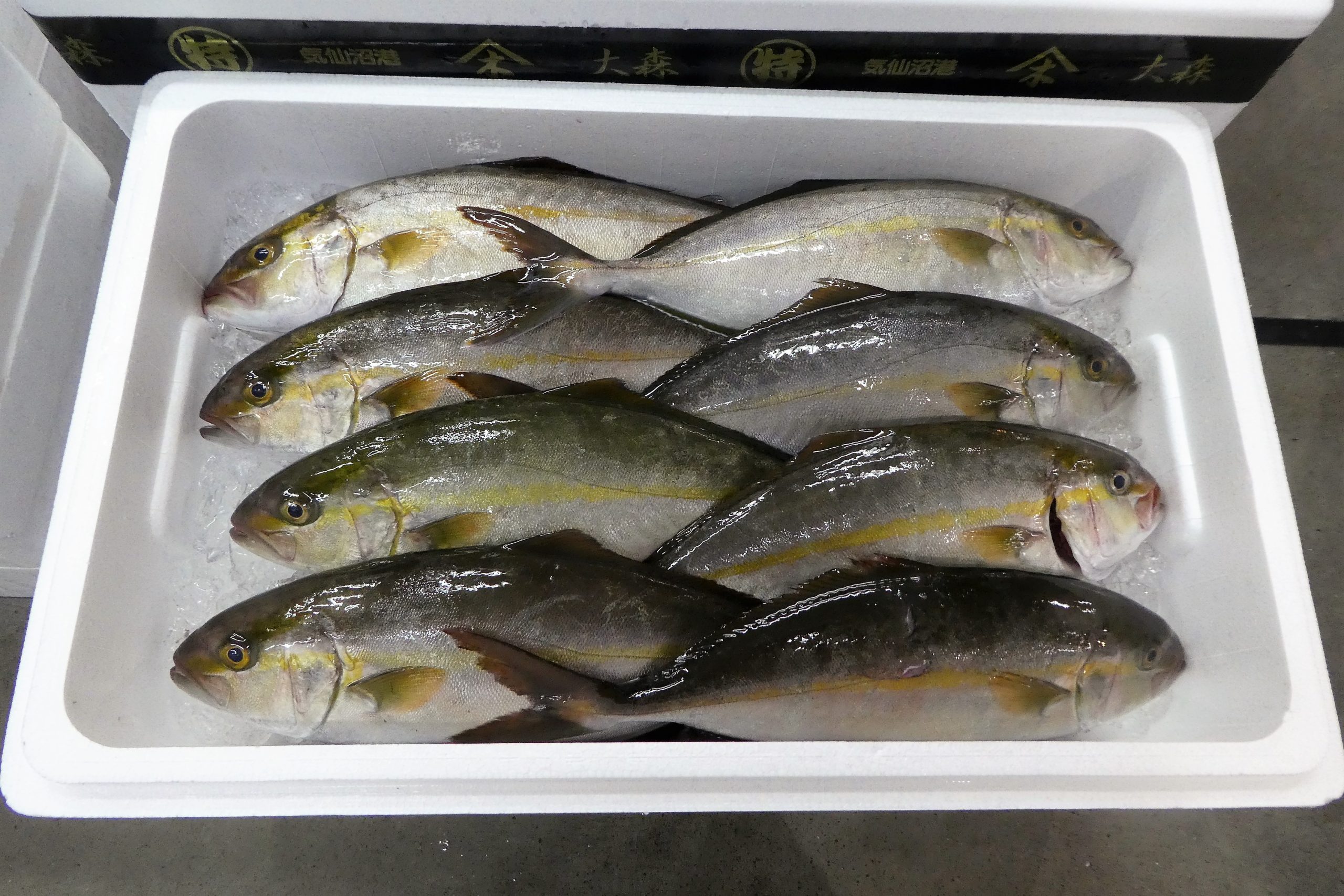 カンパチ しょっこ と呼ばれます ザ 豊洲市場 公式