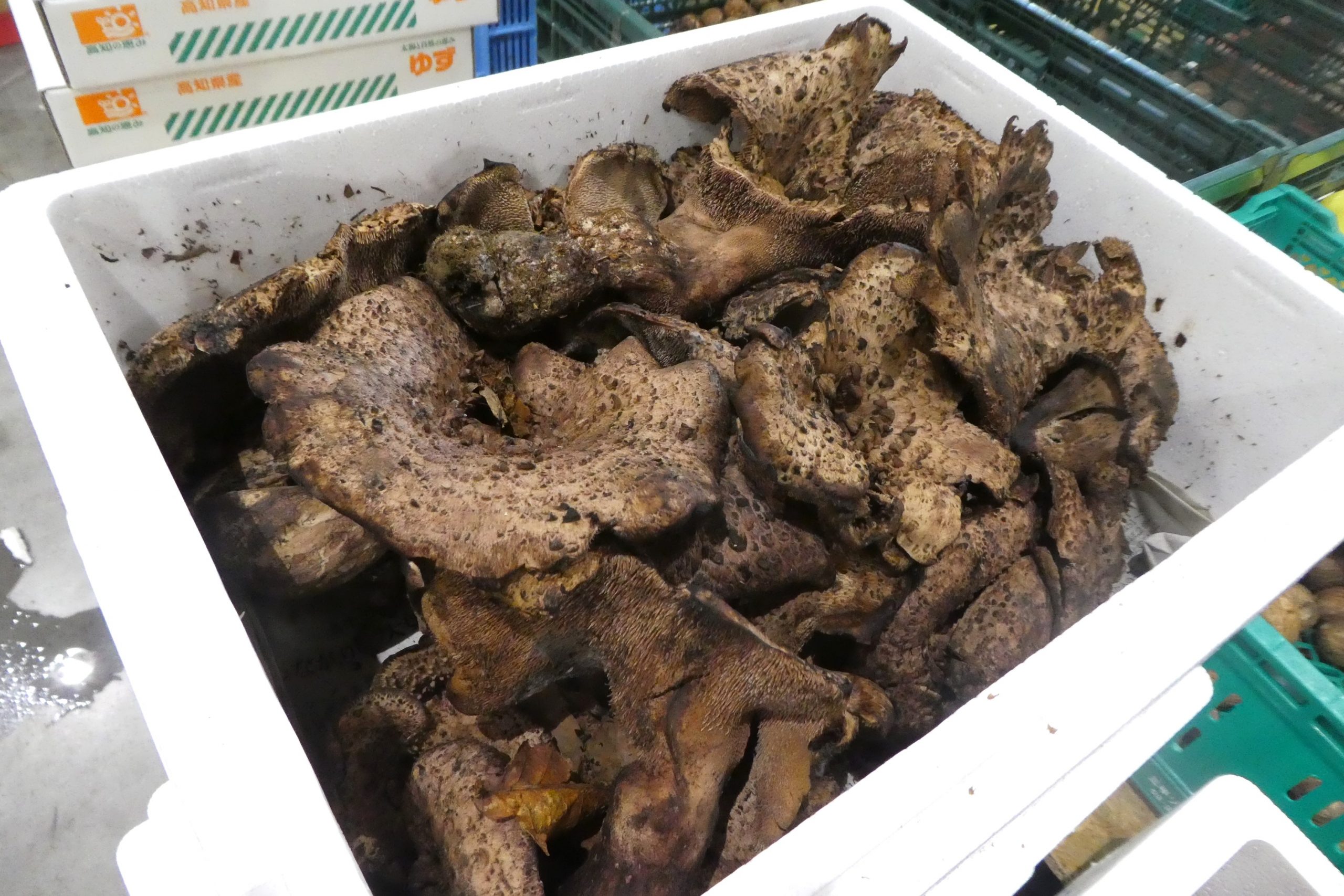 コウタケ（香茸）】 香りが高く味も良い￼ | ザ・豊洲市場【公式】