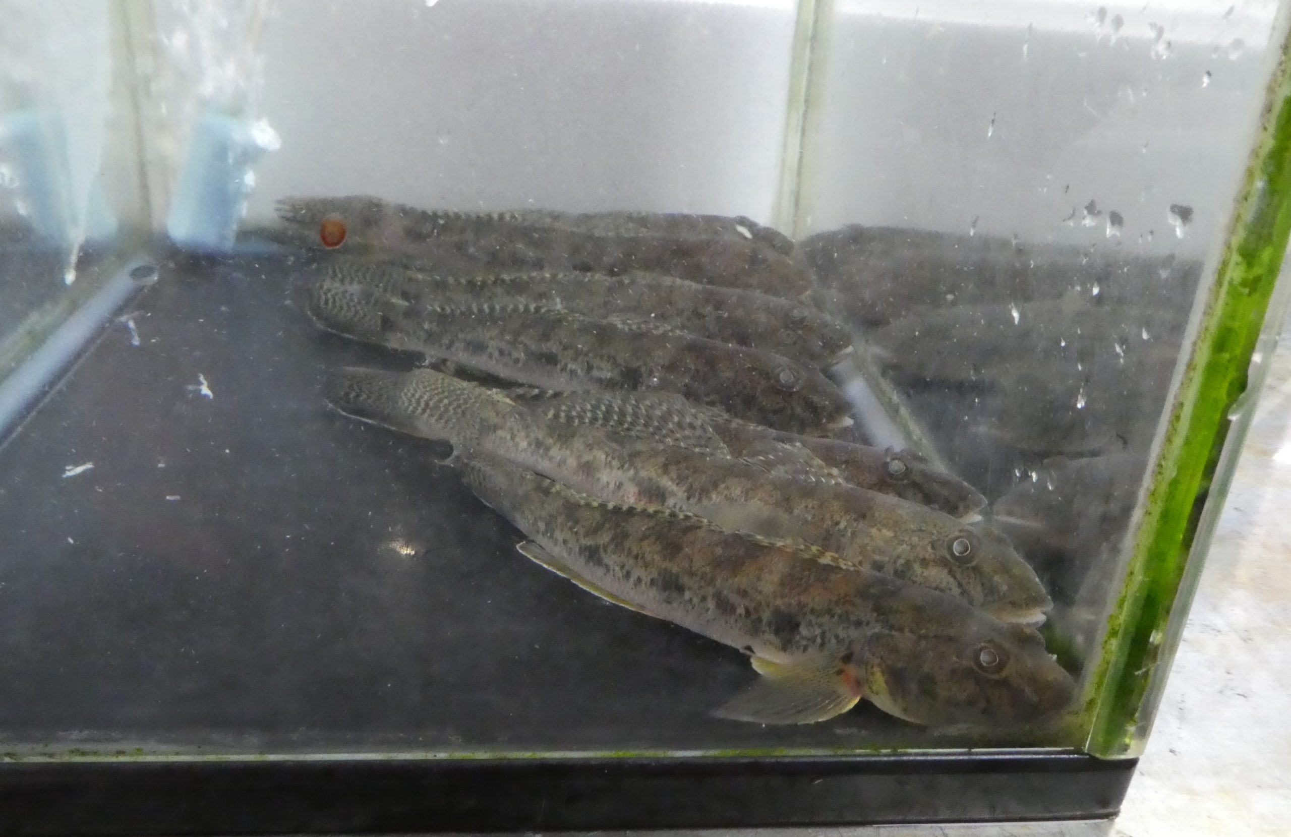 マハゼ 子どもから楽しめる はぜ釣り ザ 豊洲市場 公式 マハゼ 子どもから楽しめる はぜ釣り ザ 豊洲市場 公式