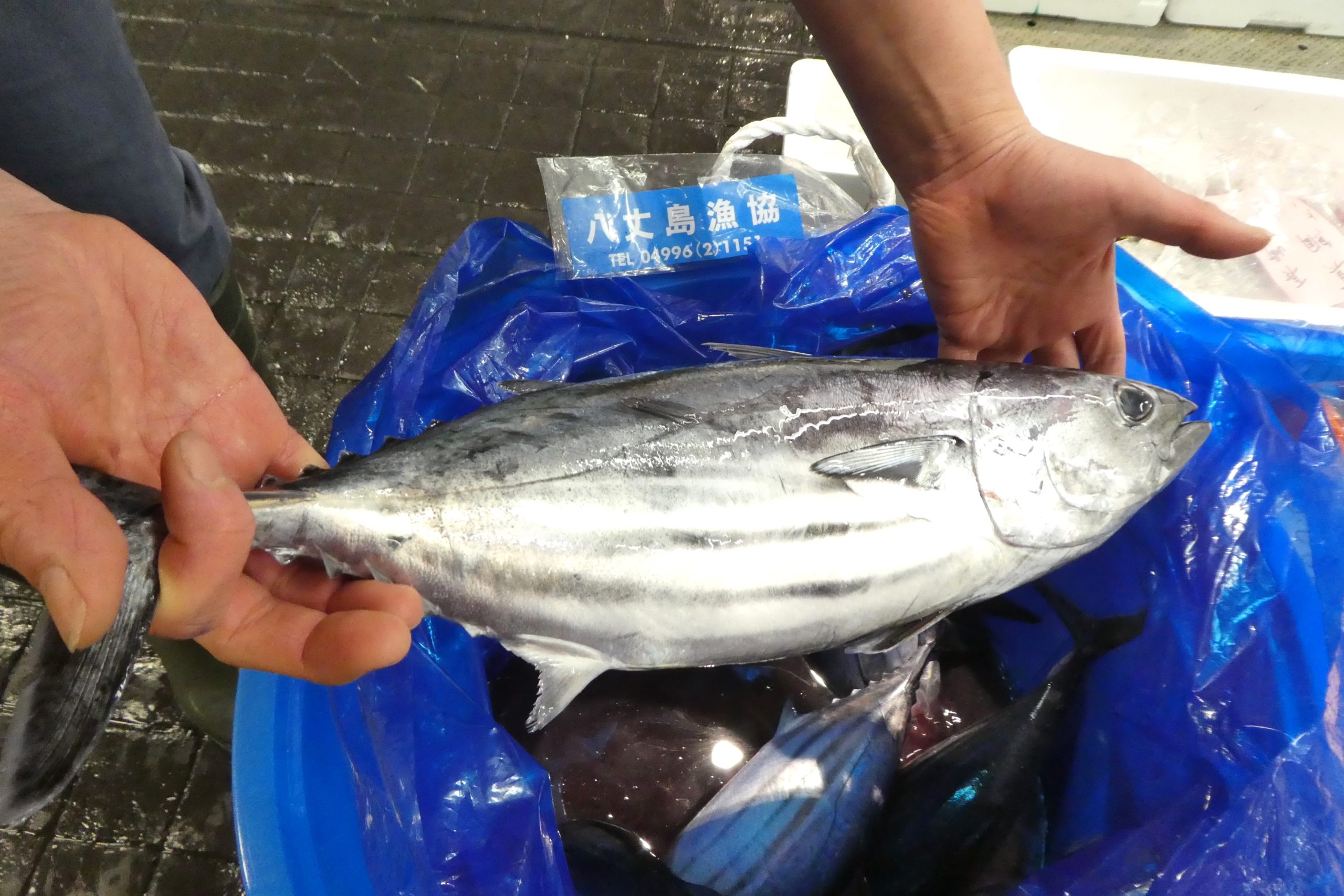 カツオ】八丈島から来た青い樽ガツオ | ザ・豊洲市場【公式】