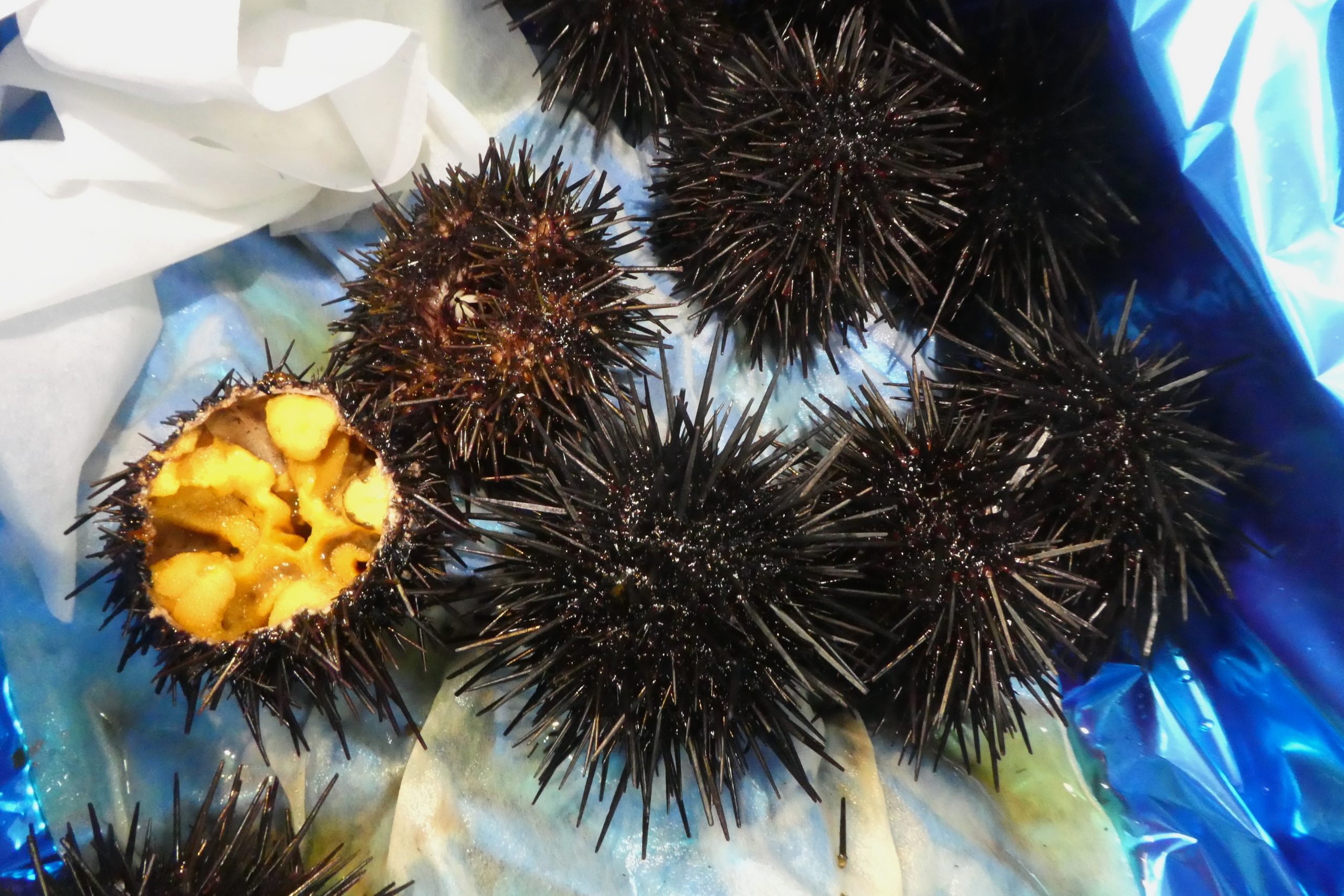 コウテイウニ　ウニの殻 コウテイウニ ウニの殻