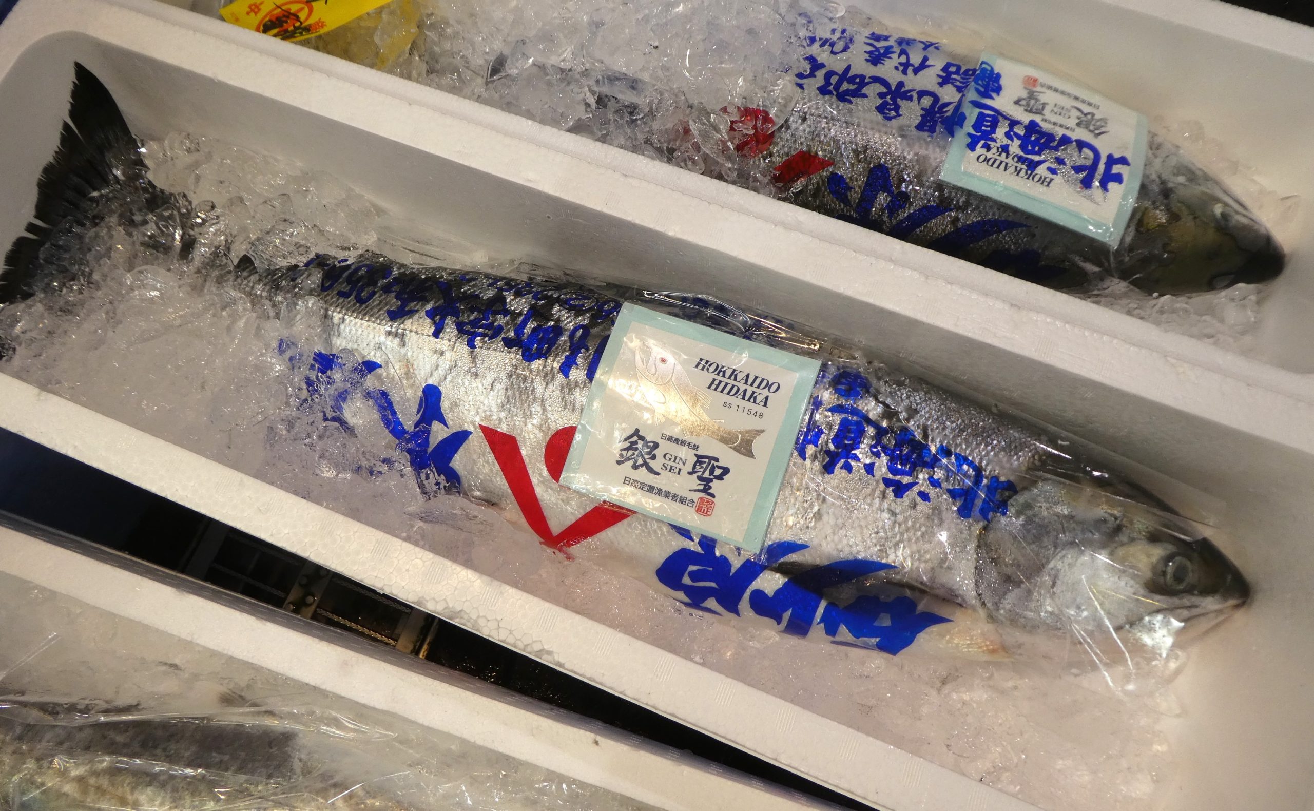 銀製熱帯魚 1月21日(土)熱帯魚入荷情報！ : かねだい足立店ブログ