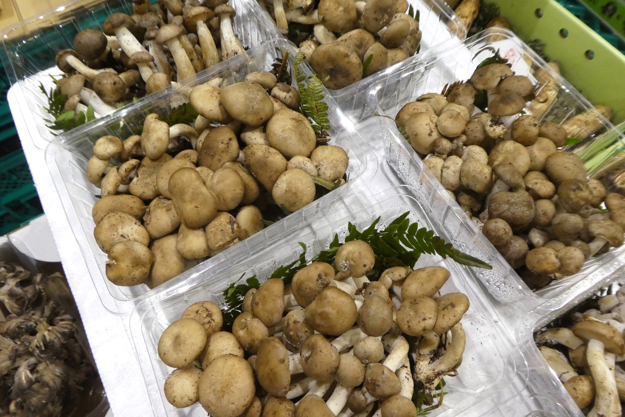 ホンシメジ】香りマツタケ、味シメジ | ザ・豊洲市場【公式】