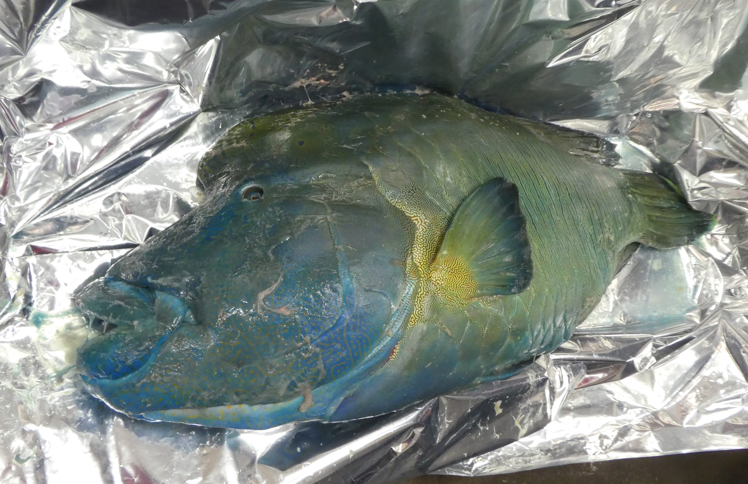 ボンボネロ　フィッシュオン　fishon ボンボネロ フィッシュオン fishon Fish on - CAMPHILLS ONLINE SHOP