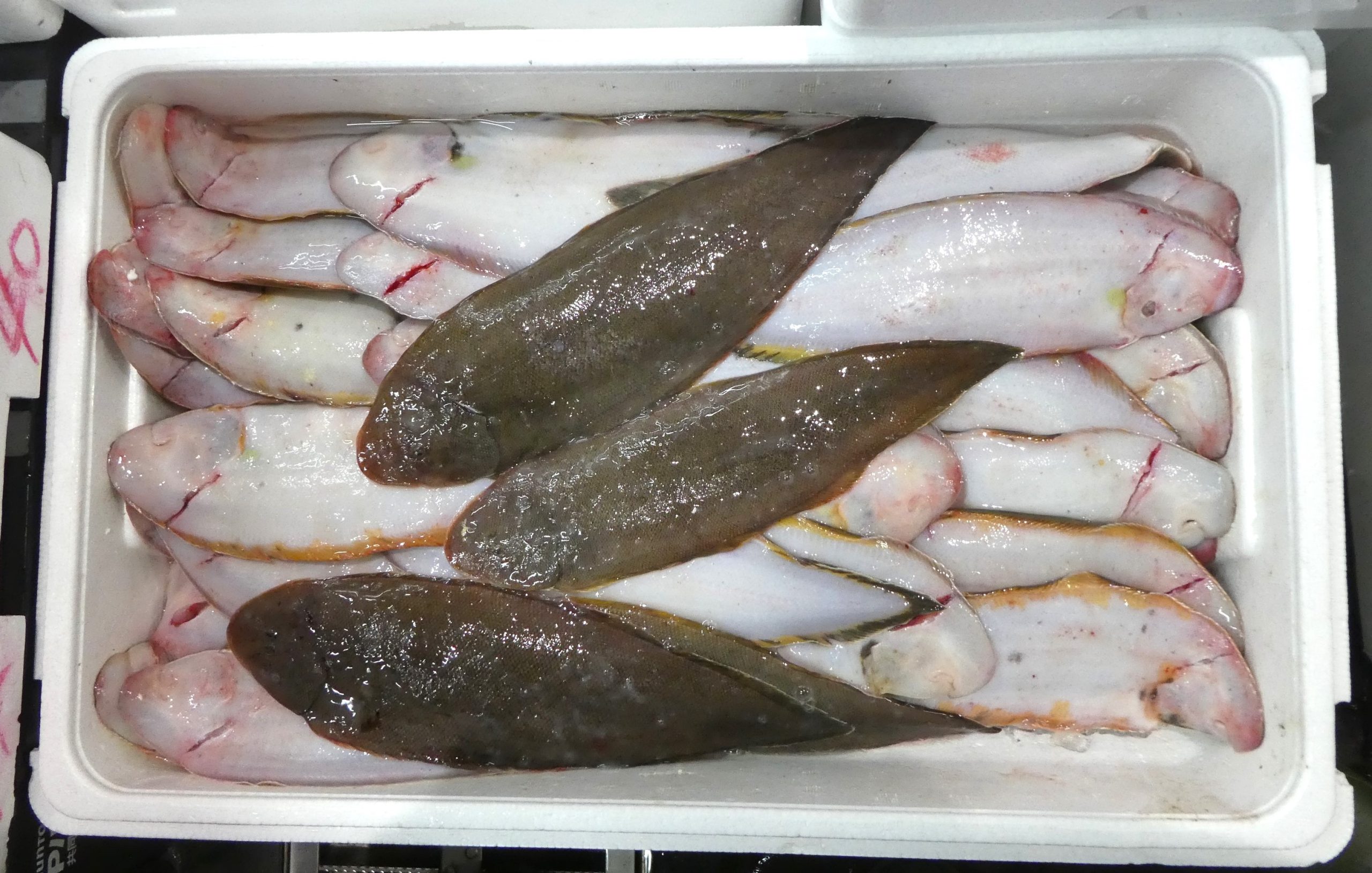 コウライアカシタビラメ】明石産の舌平目 | ザ・豊洲市場【公式】