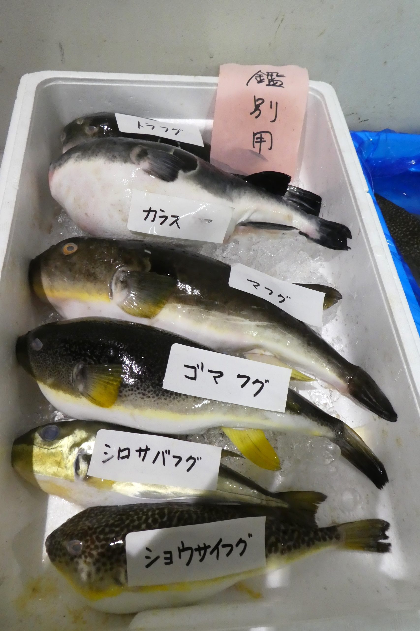 売約 (ふぐ様) フグ類】ふぐの種類の鑑別 | ザ・豊洲市場【公式】