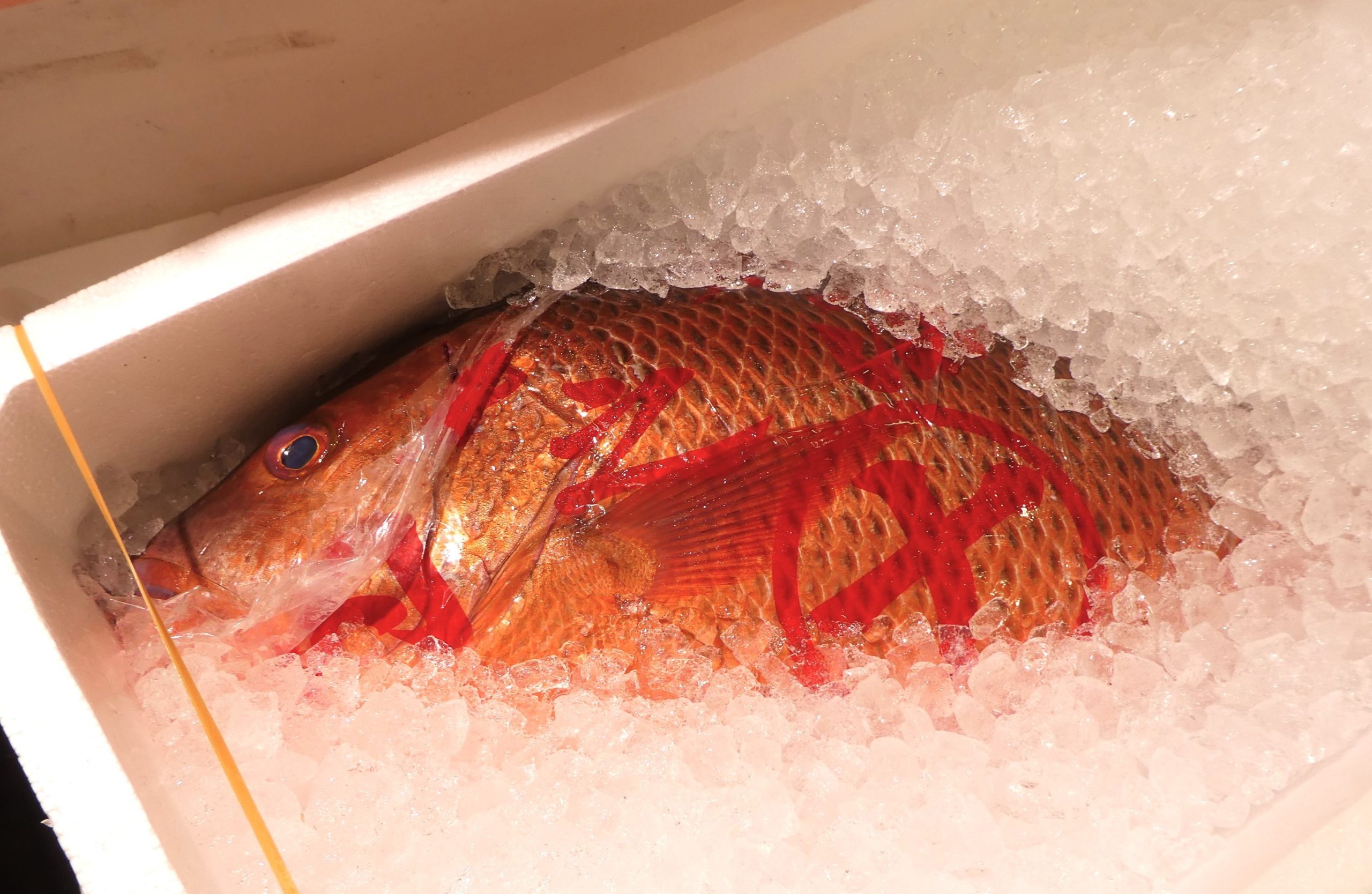 ゴマフエダイ】バラフエダイとの見分け方 | ザ・豊洲市場【公式】