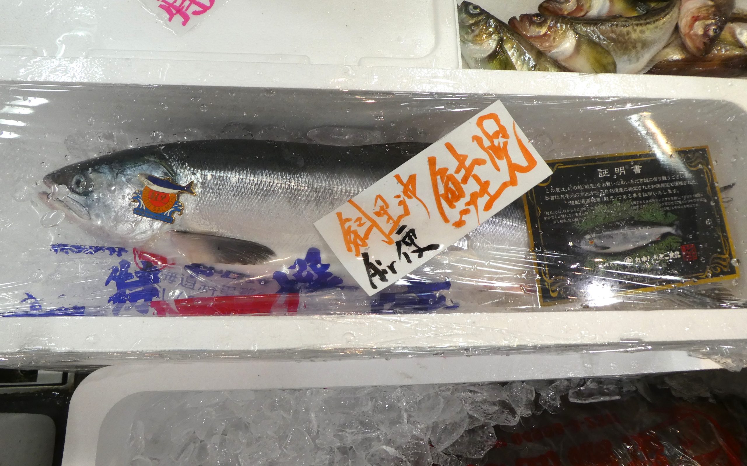 サケ】北海道斜里産の「鮭児」 | ザ・豊洲市場【公式】