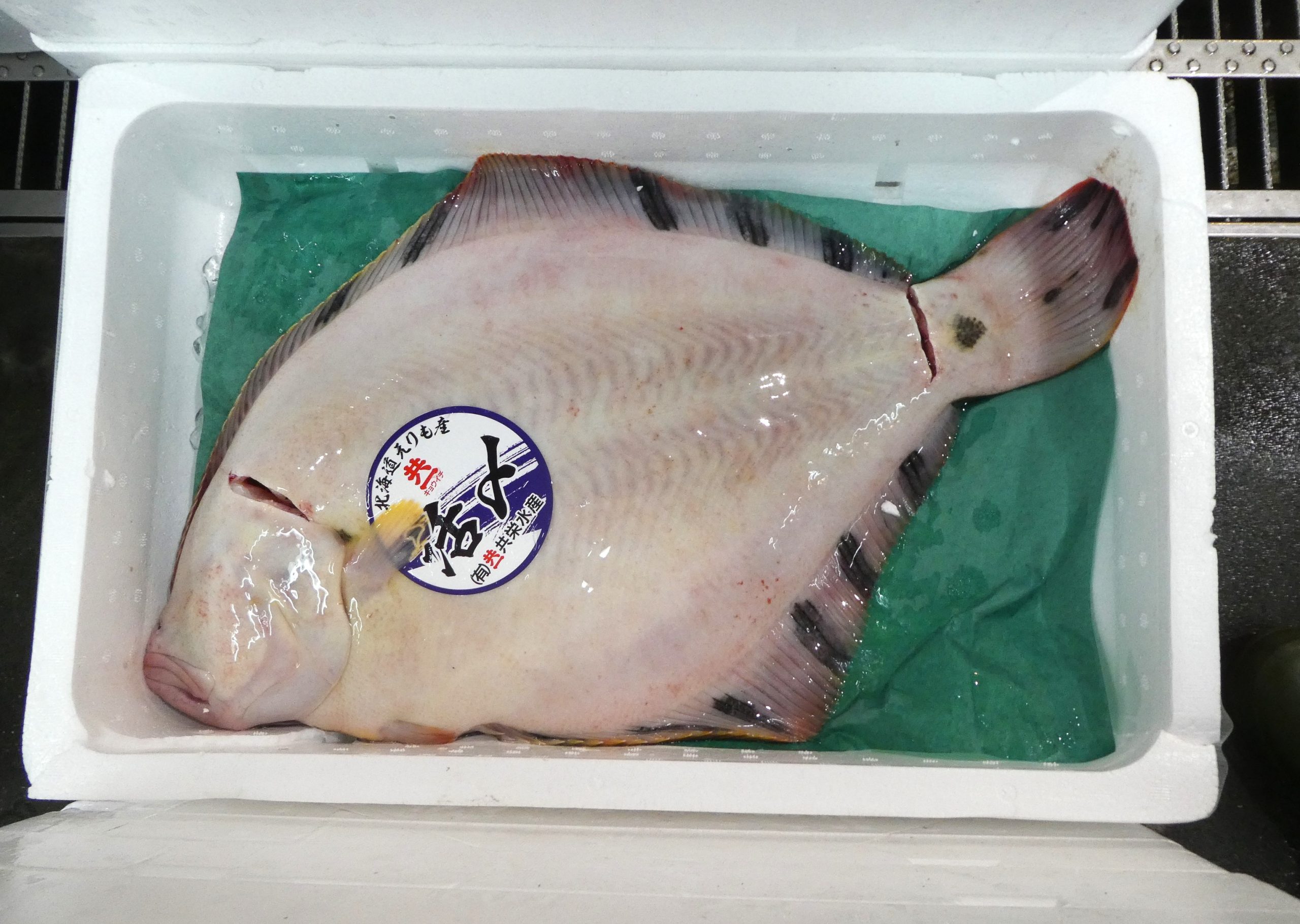 カレイ様確認用 マツカワ】ホシガレイとの見分け方 | ザ・豊洲市場【公式】