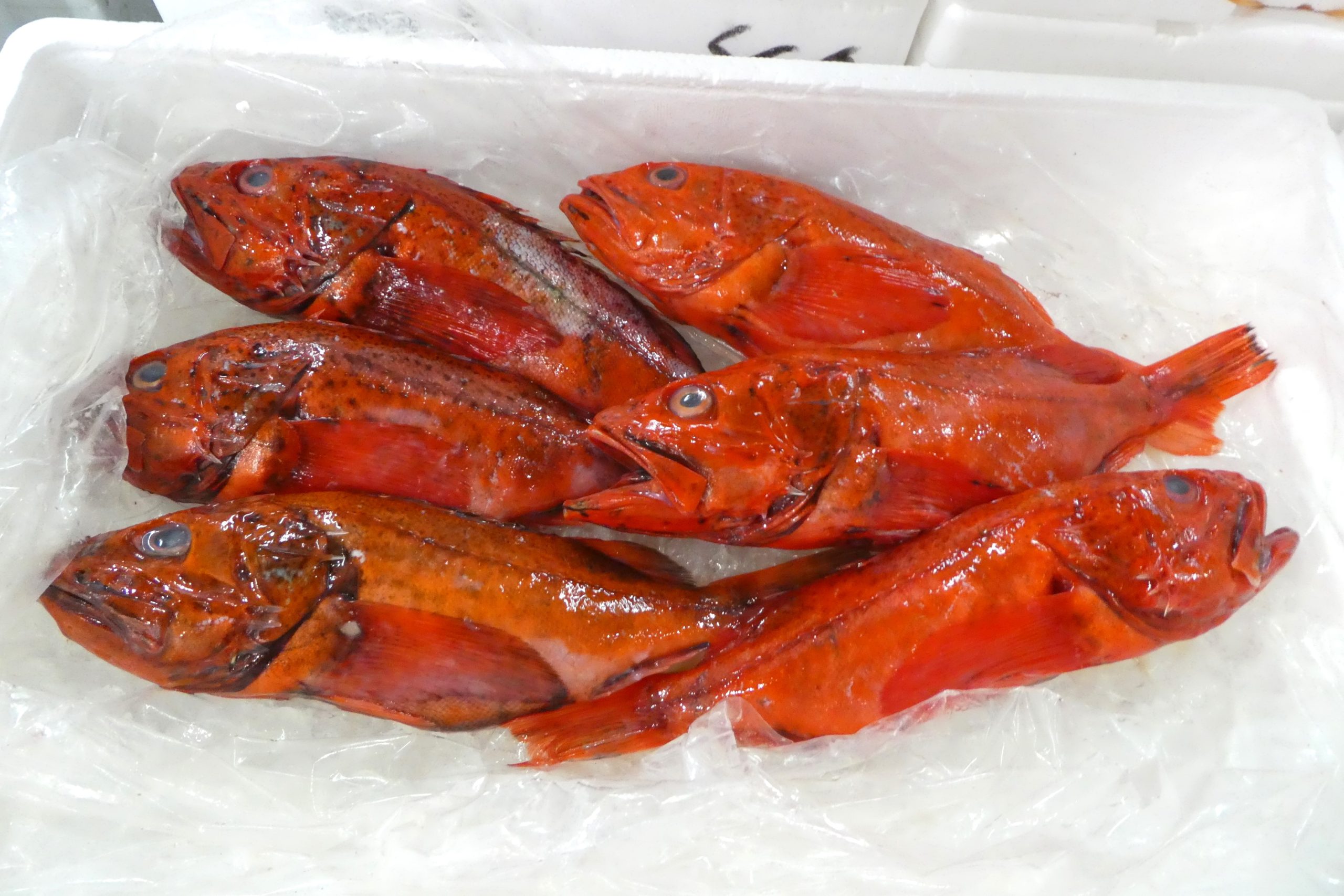 サンガッツ本舗】豊年魚（レッドシャドー） サンガッツ本舗】豊年魚