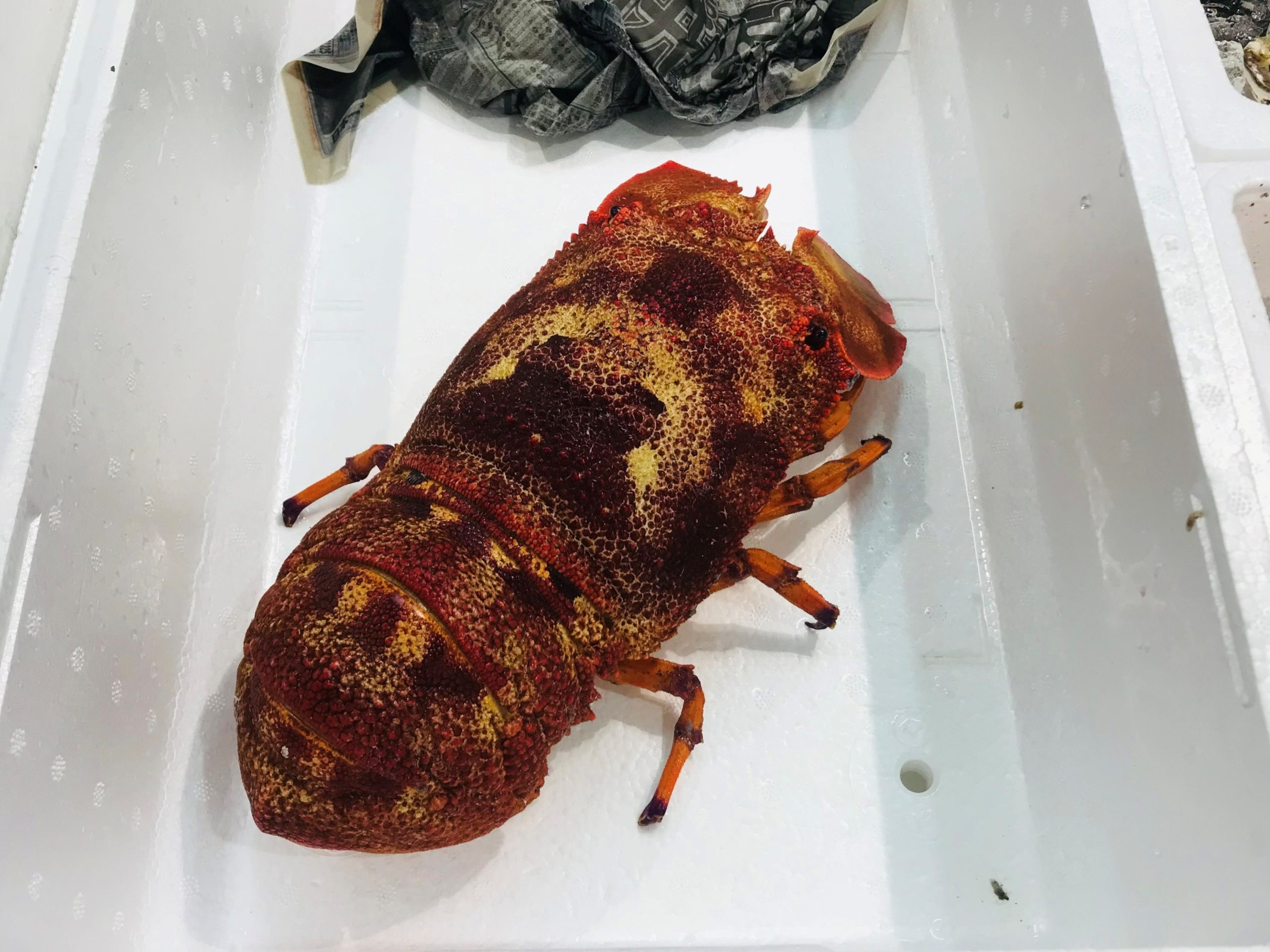 セミエビ】木に止まるセミに似ている？ | ザ・豊洲市場【公式】