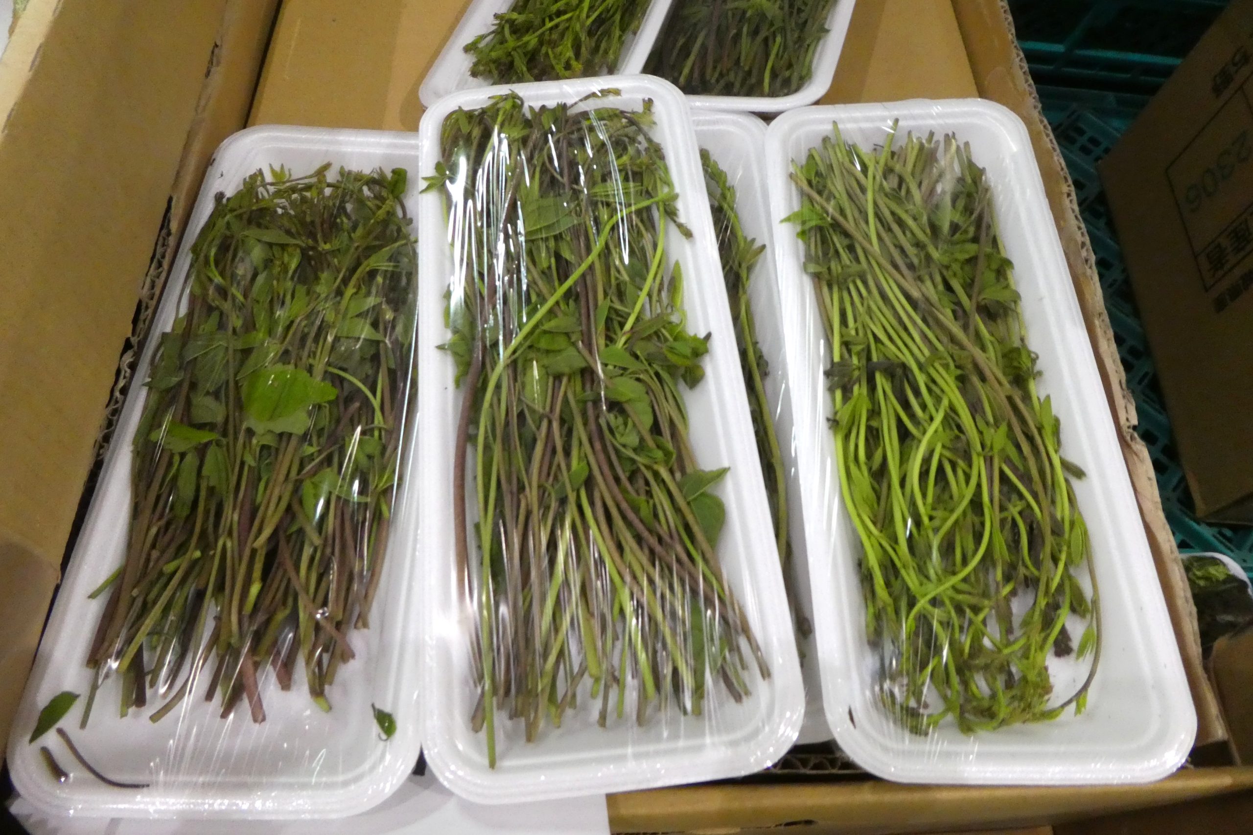 木の芽】アケビのつるの新芽 | ザ・豊洲市場【公式】