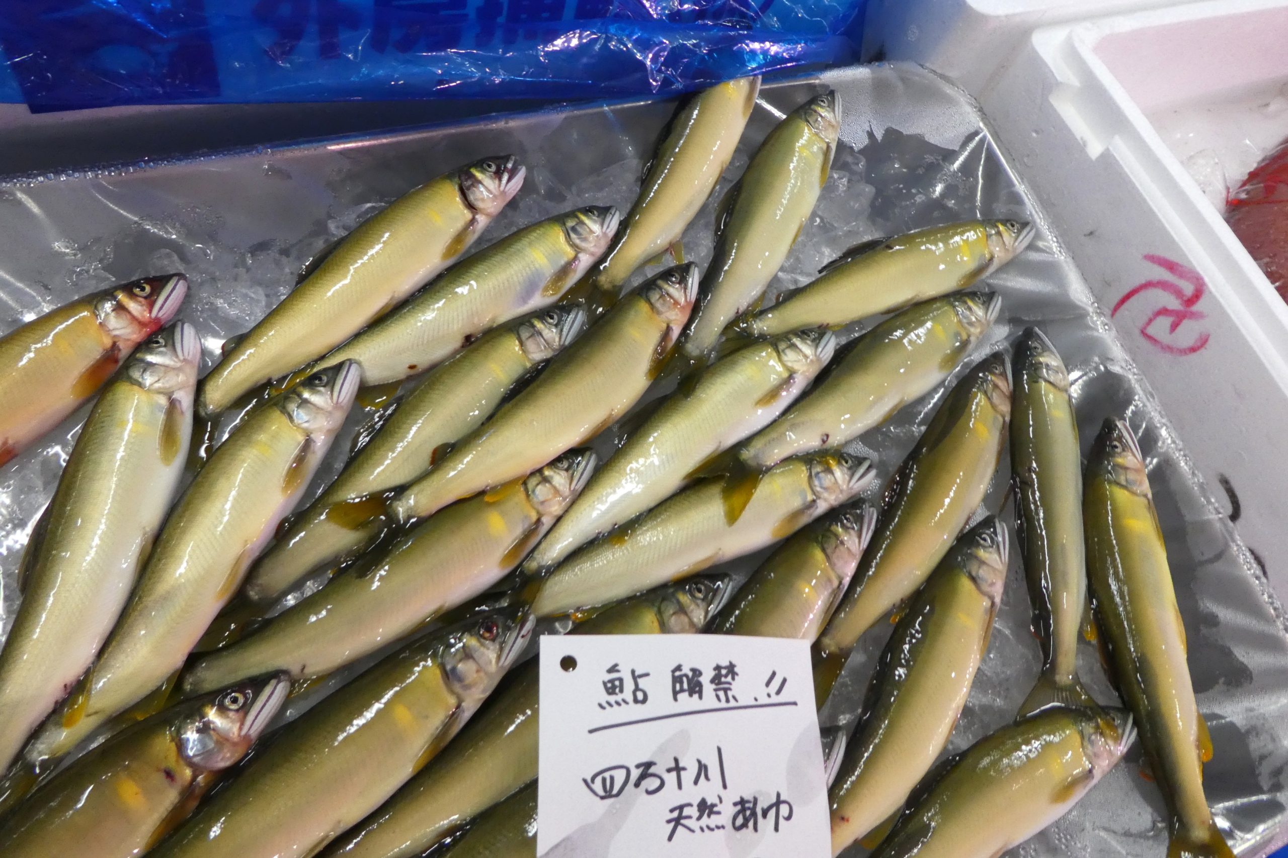 夏季限定・4月頃～】活〆あゆ（稚あゆサイズ）GY6 – あゆの店