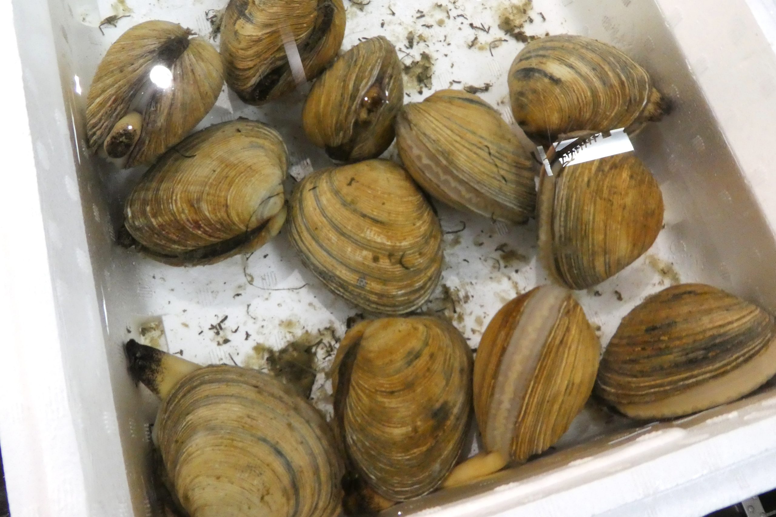 貝殻 ボタンガンゼキ【11cm前後/1個】 En: Murex Brassica (size:11cm